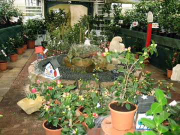 Foto einer Verkaufsausstellung mit diversen Pflanzen (Zum Artikel Baumschule). Suchsymbol Lupe
